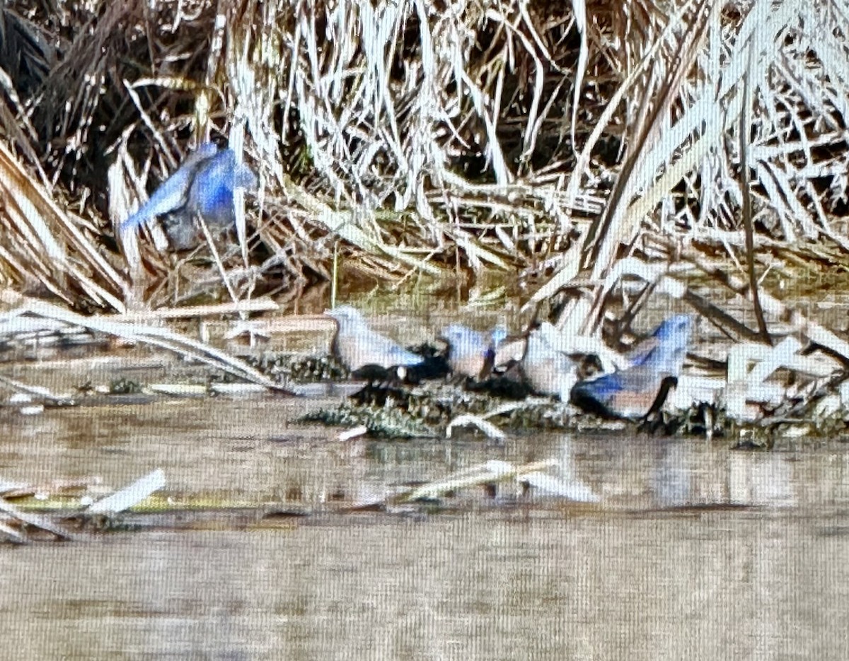 Western Bluebird - ML645233589