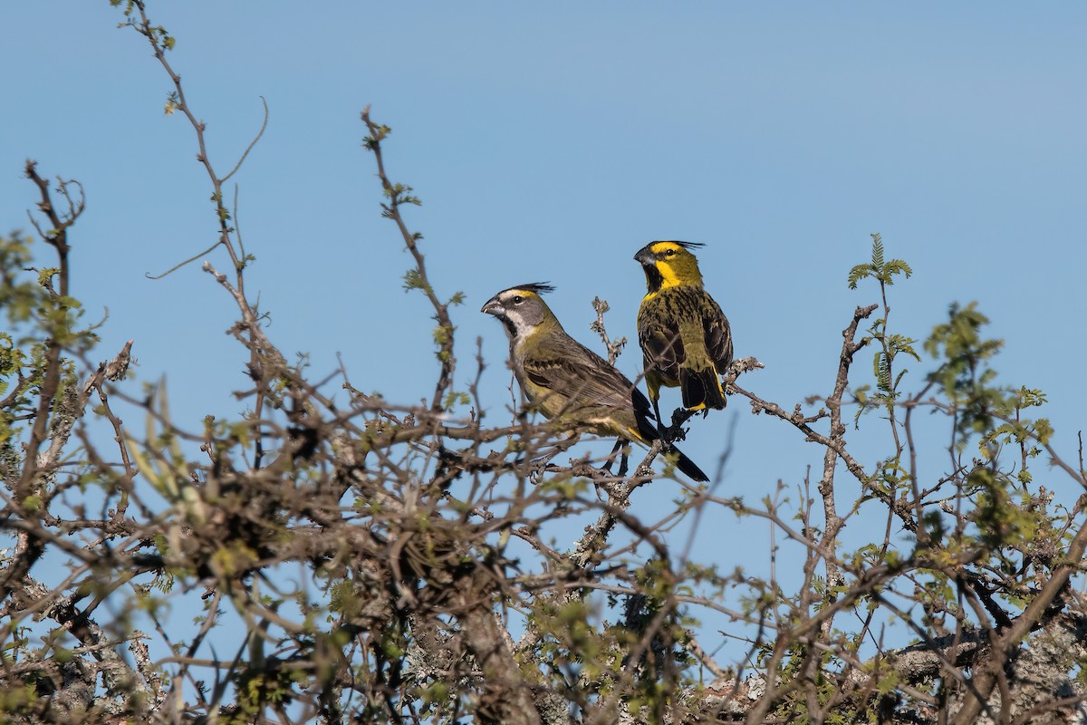 Yellow Cardinal - ML645233591