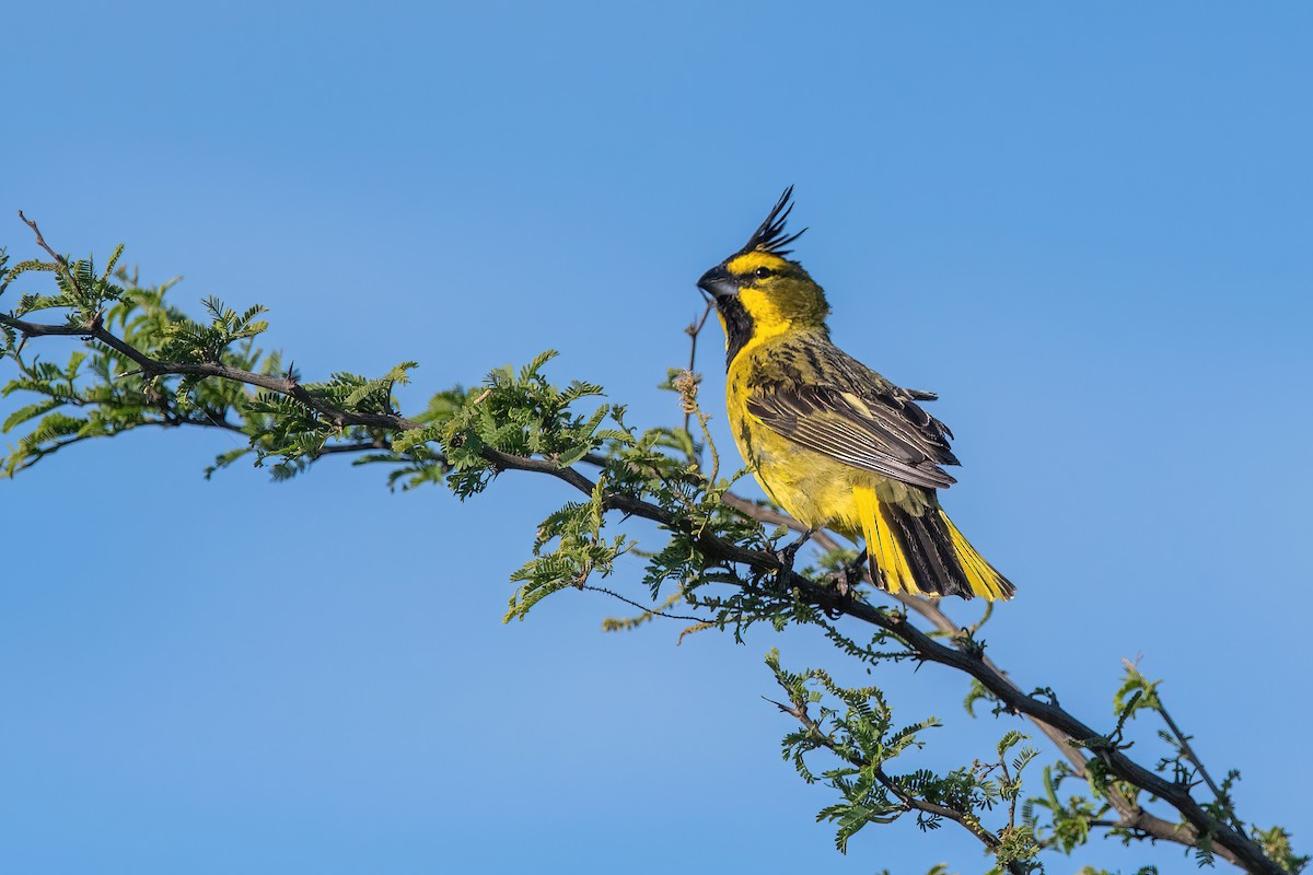 Yellow Cardinal - ML645233592