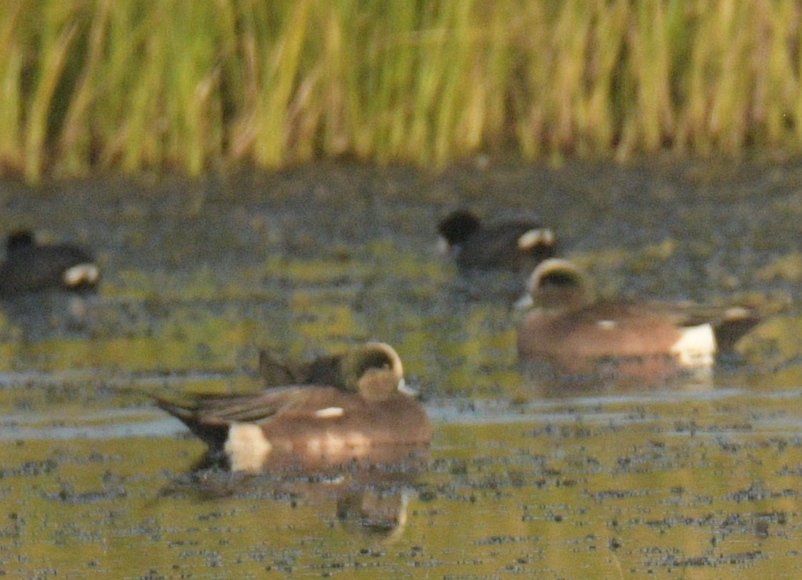 American Wigeon - ML645233593