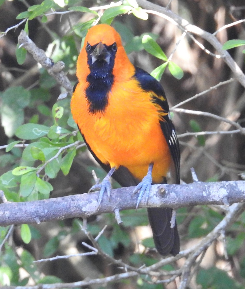 Altamira Oriole - ML645233596