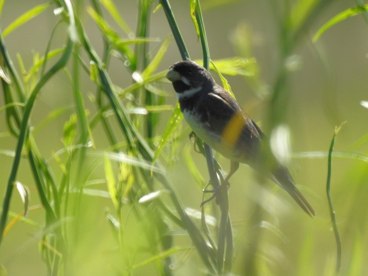 Double-collared Seedeater - ML645233597