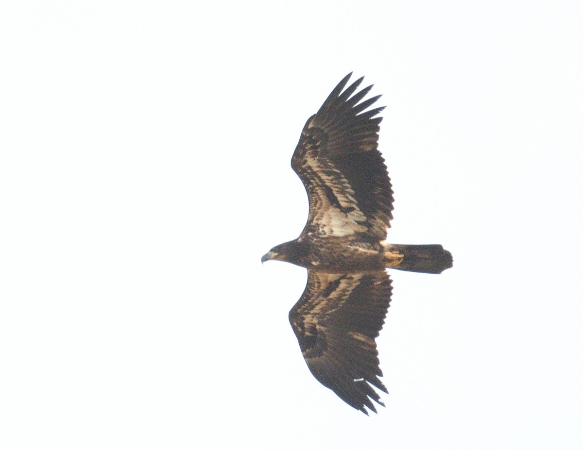 ハクトウワシ - ML645233599