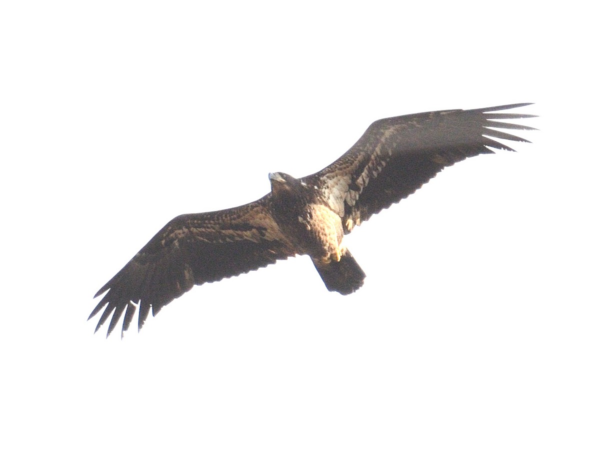 ハクトウワシ - ML645233601