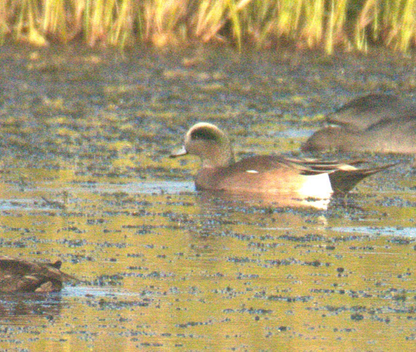 American Wigeon - ML645233603
