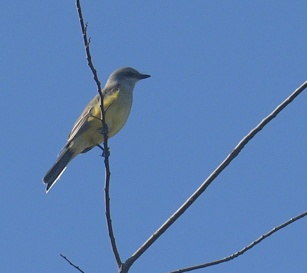 Western Kingbird - ML645233639