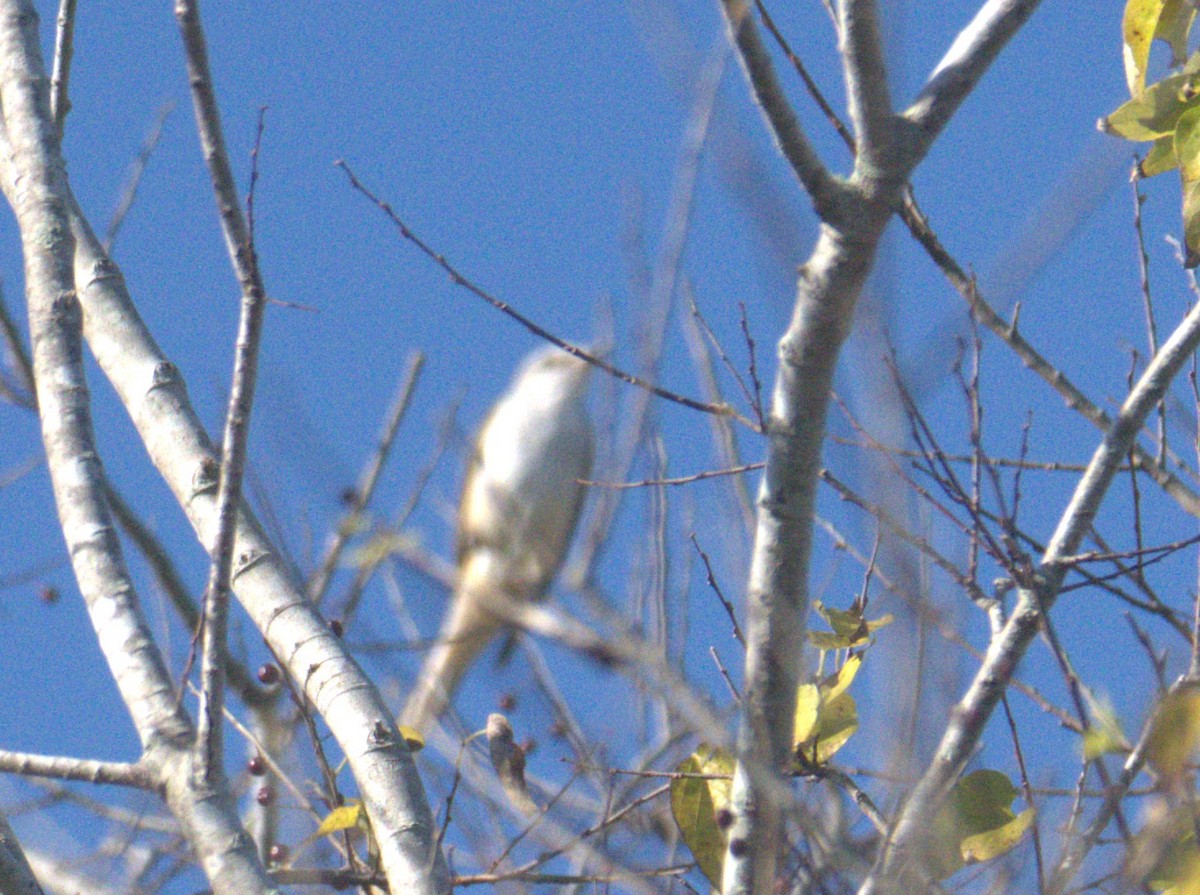 Scissor-tailed Flycatcher - ML645233654