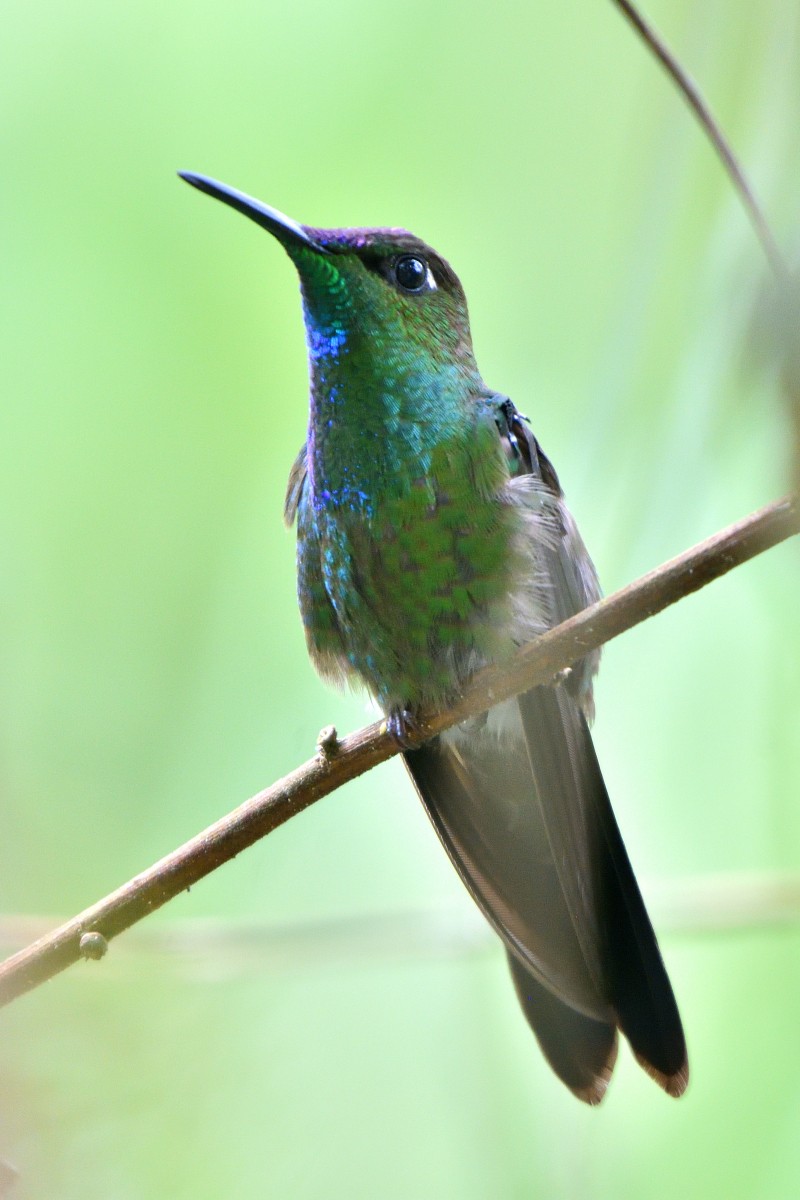 Violet-fronted Brilliant - ML645233655