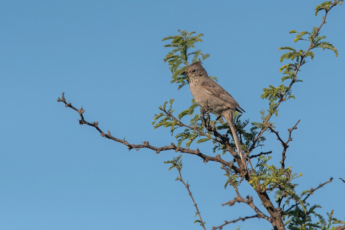 Tufted Tit-Spinetail - ML645233663