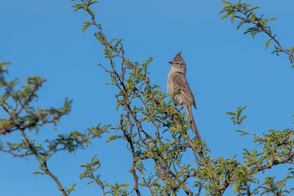 Tufted Tit-Spinetail - ML645233664