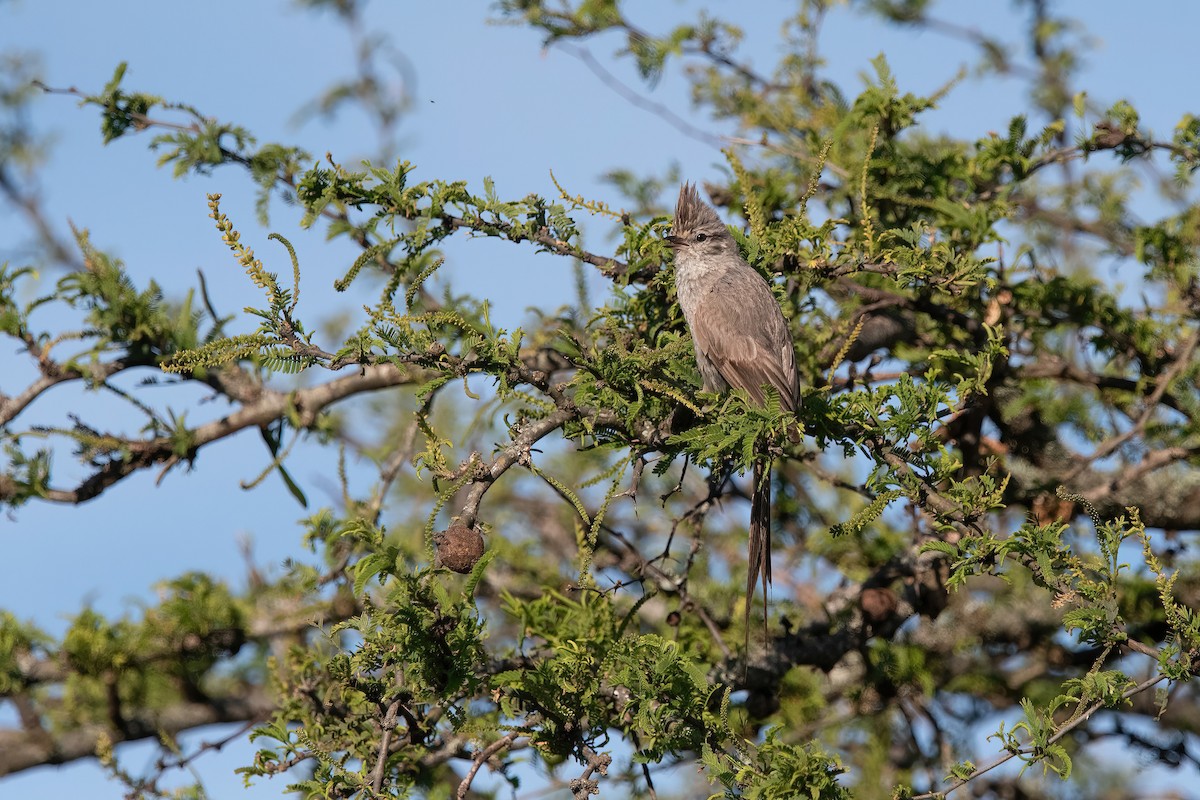 Tufted Tit-Spinetail - ML645233666