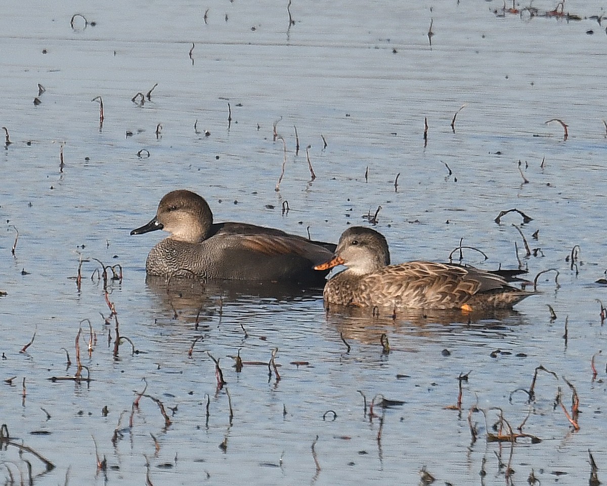 Серая утка - ML645233682