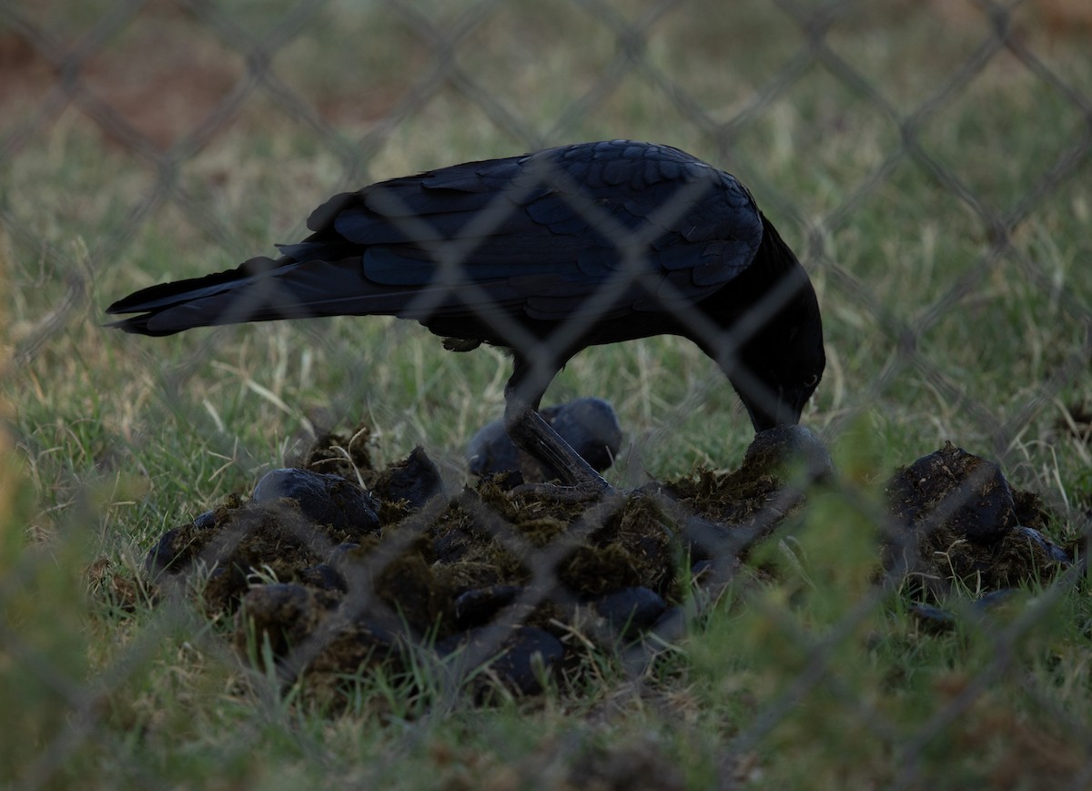 Torresian Crow - ML645233687