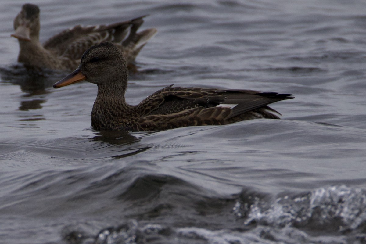 Серая утка - ML645233719