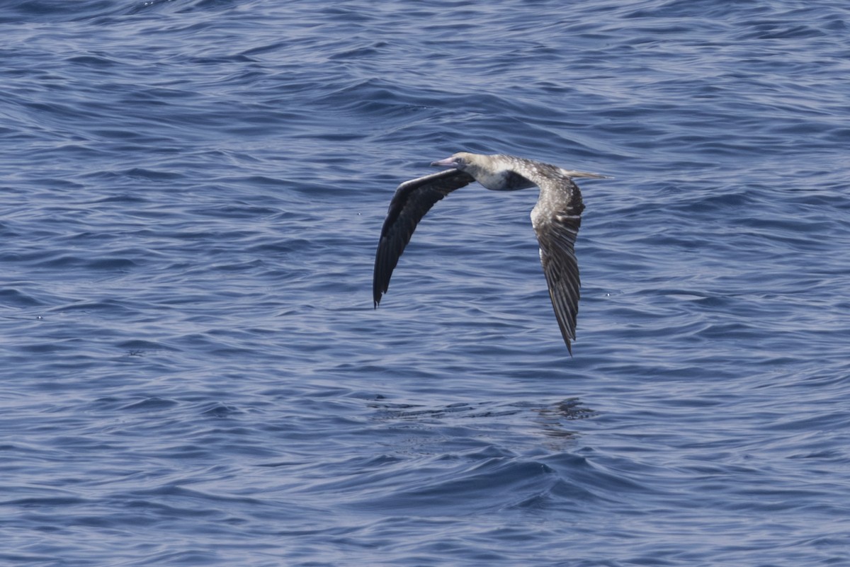 Red-footed Booby (Indopacific) - ML645233721