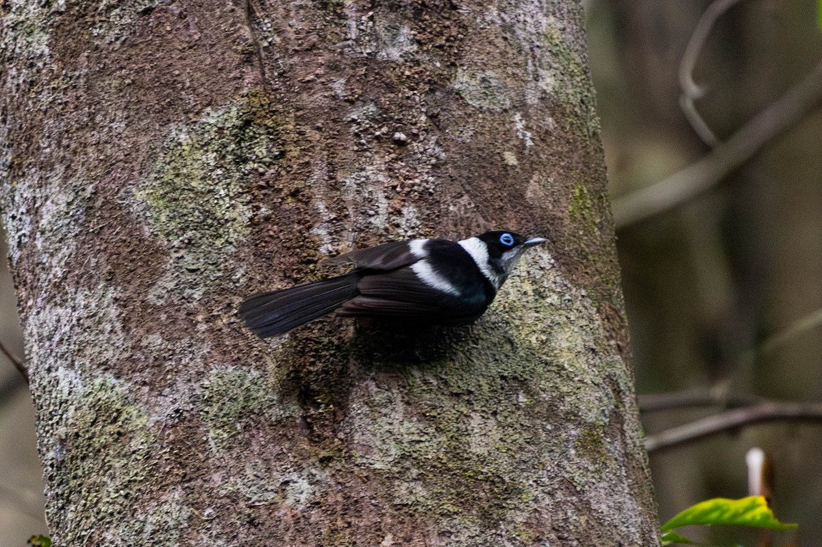Pied Monarch - ML645233729