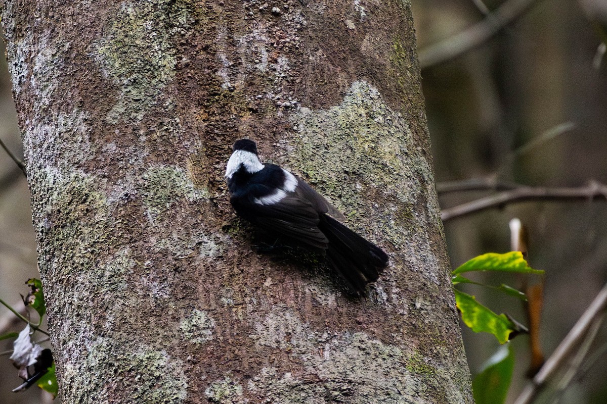 Pied Monarch - ML645233730