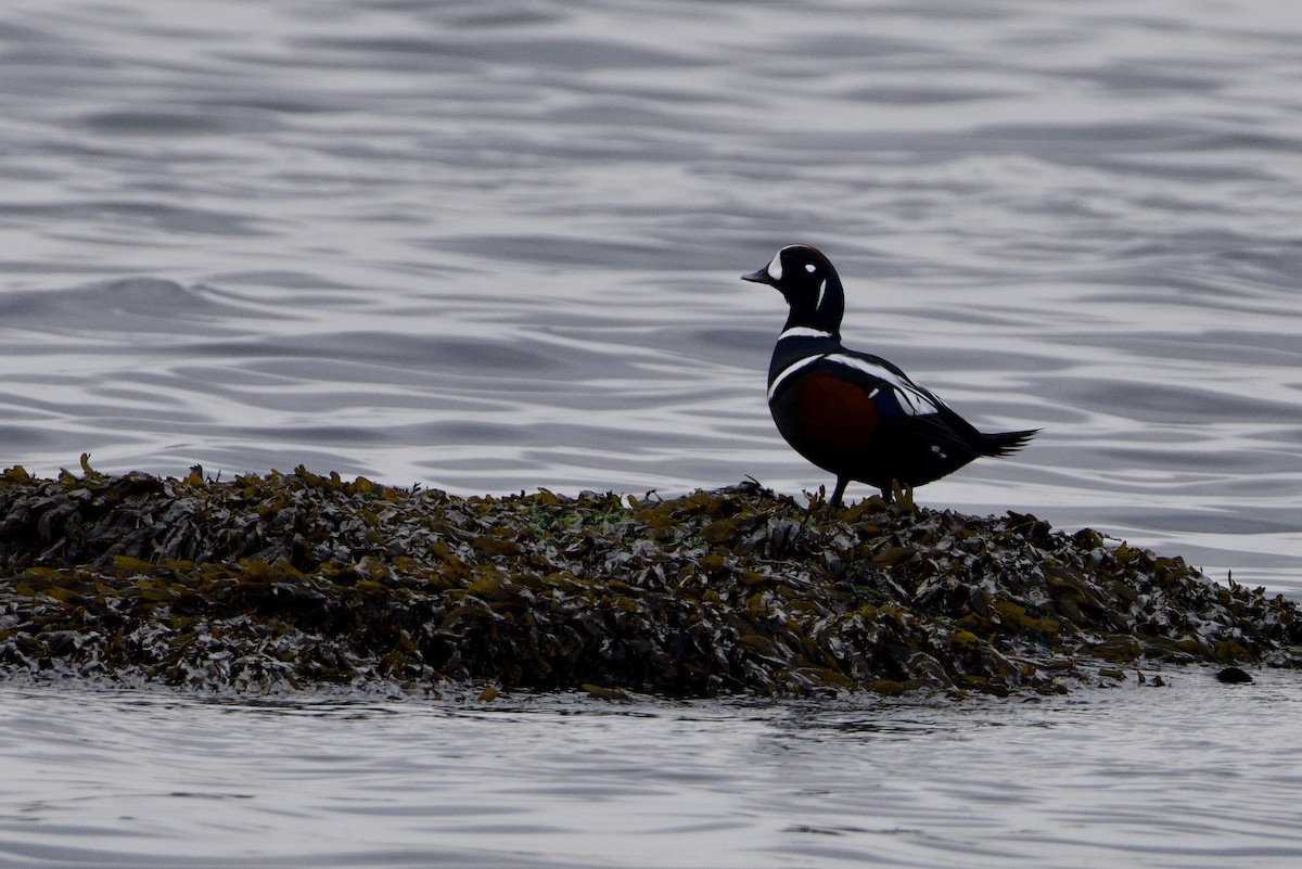 Harlequin Duck - ML645233737
