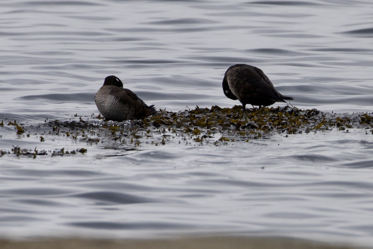 Harlequin Duck - ML645233740