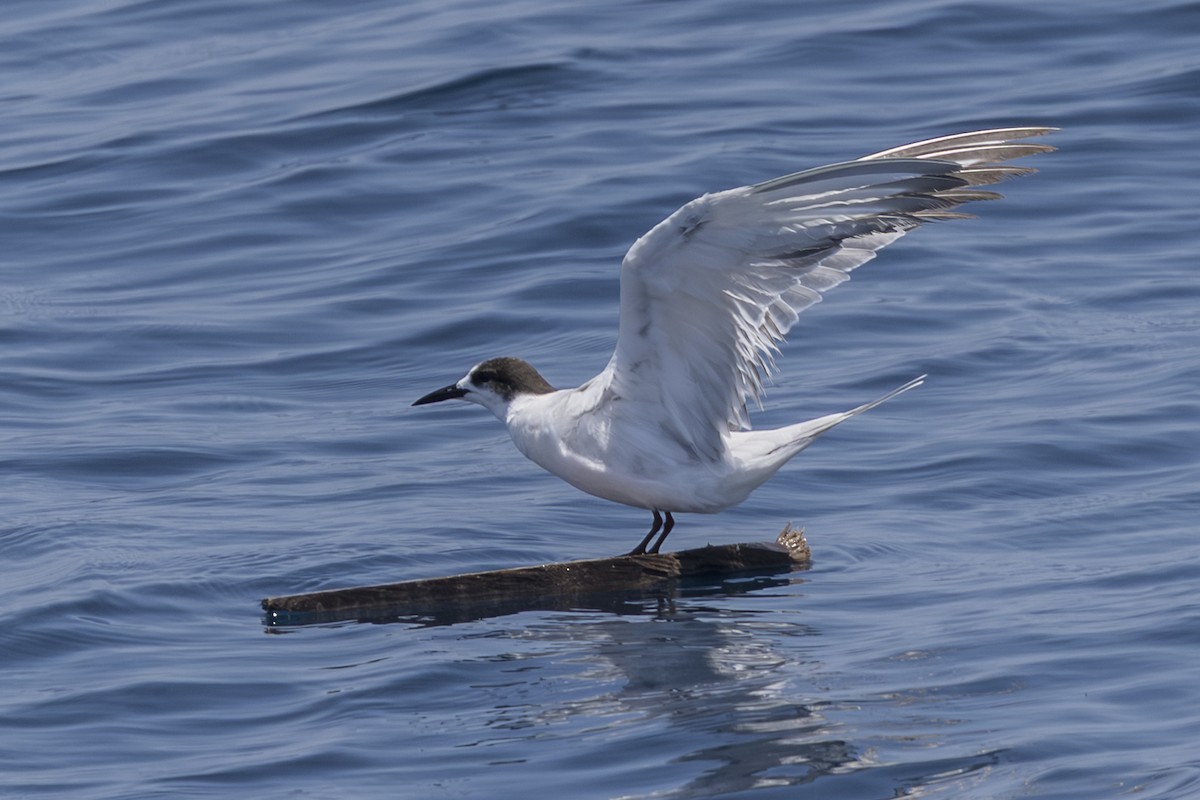 Речная крачка (longipennis) - ML645233767