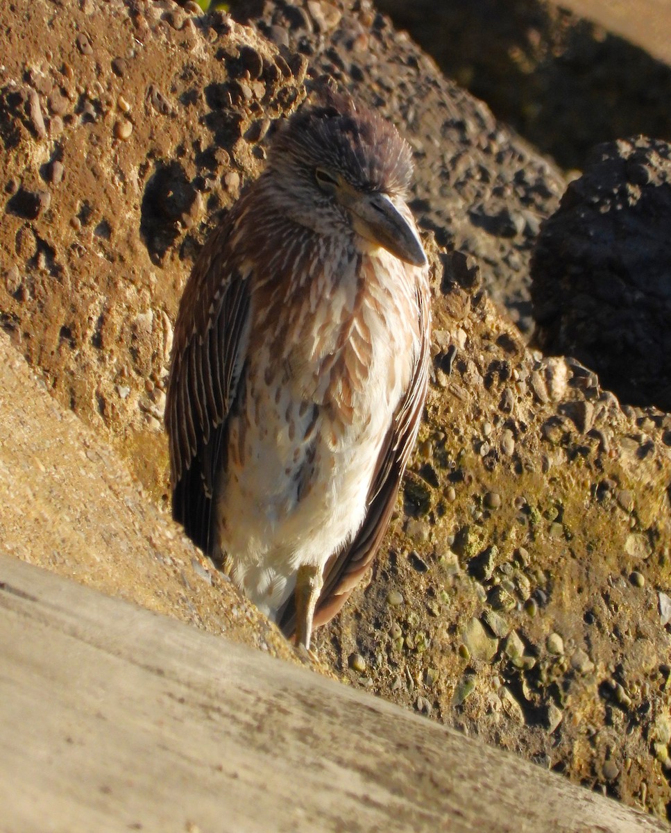 Квак чорногорлий - ML645233769