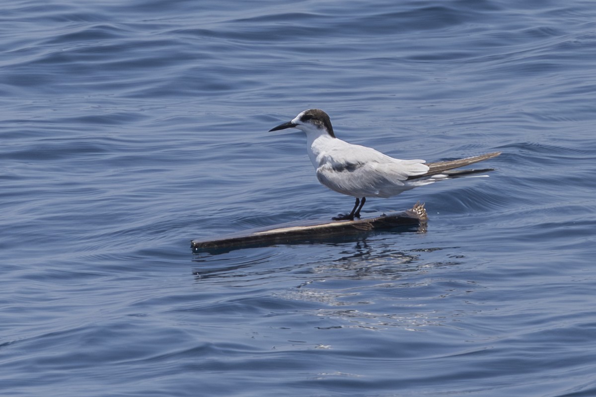 Речная крачка (longipennis) - ML645233772