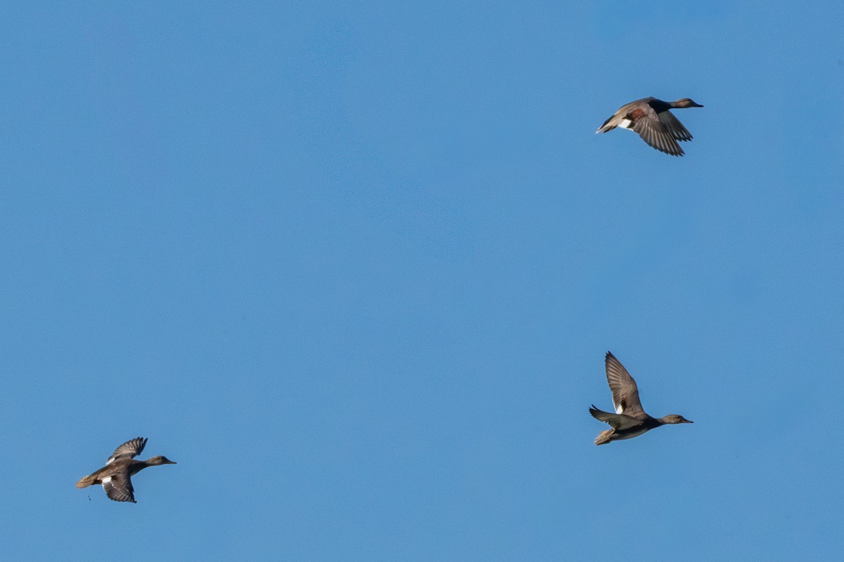 Серая утка - ML645233795