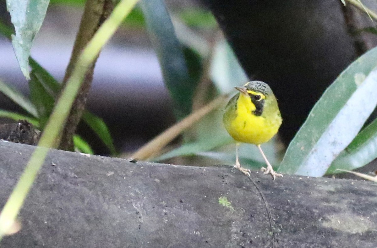 סבכון קנטקי - ML645233796