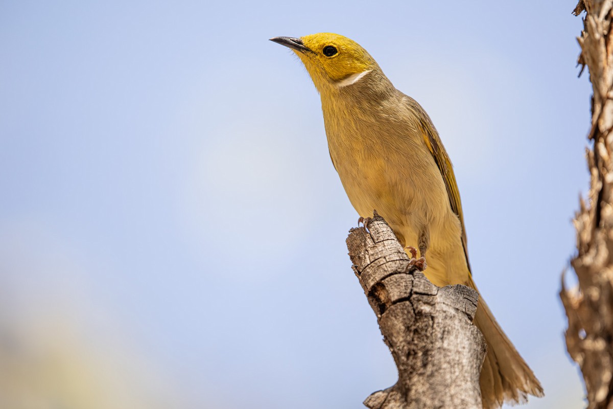 hvitsmykkehonningeter - ML645233805