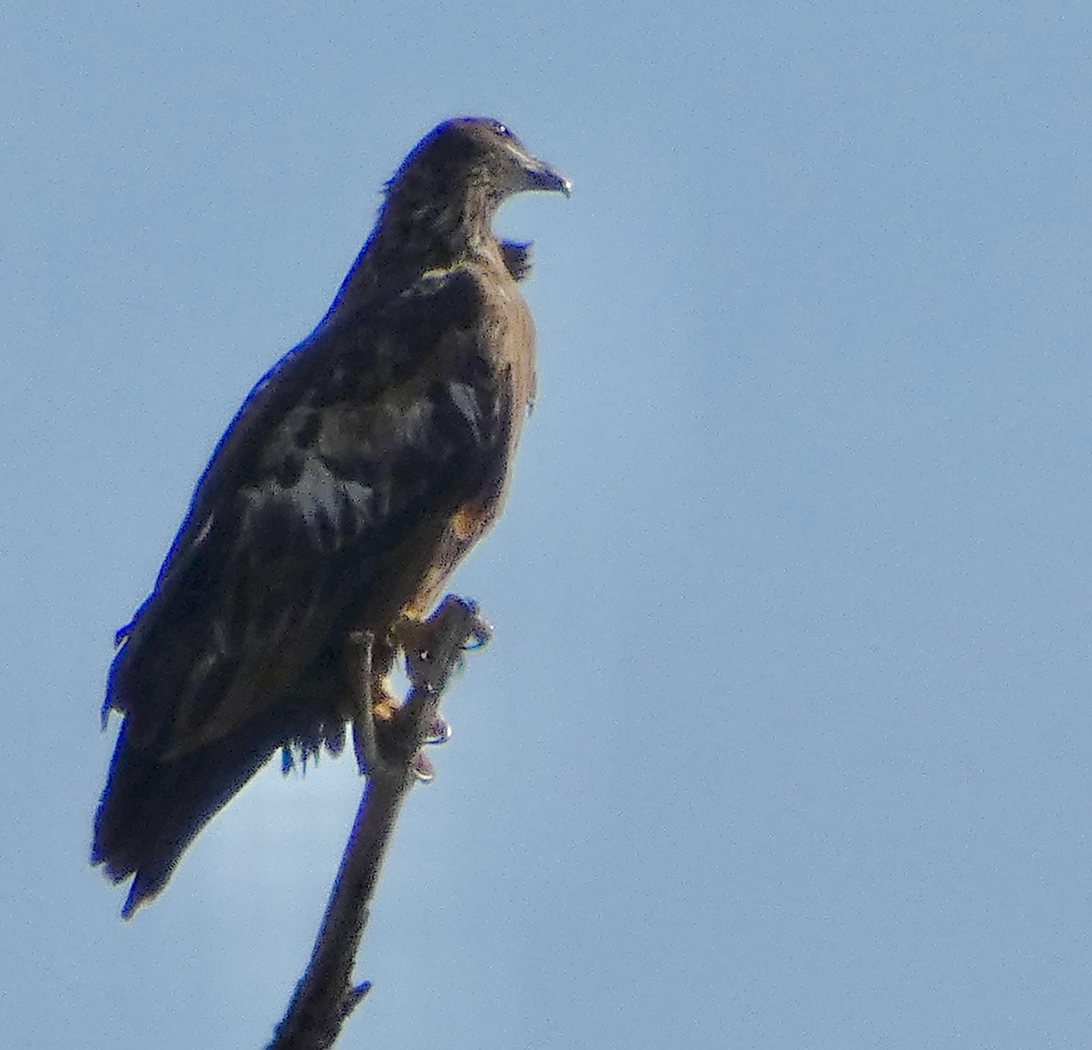 ハクトウワシ - ML645233812