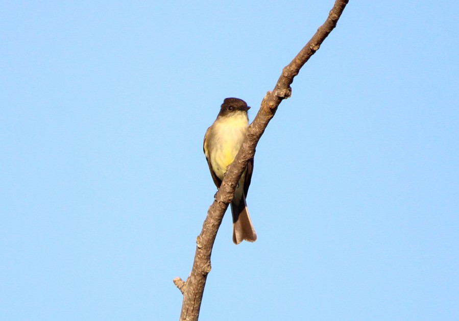 Weißbauch-Phoebetyrann - ML645233828