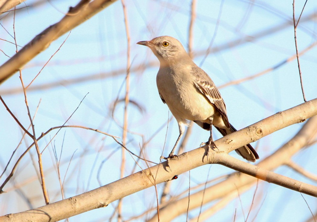 Northern Mockingbird - ML645233841