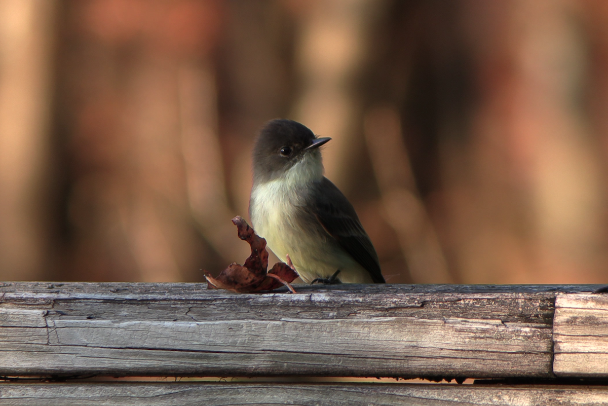 Weißbauch-Phoebetyrann - ML645233842