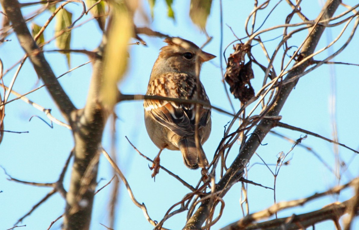 White-crowned Sparrow - ML645233843