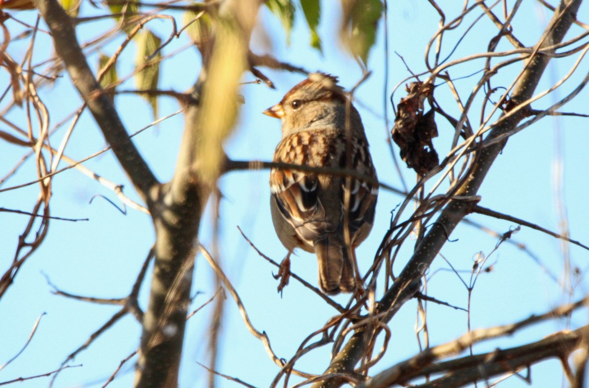 White-crowned Sparrow - ML645233844