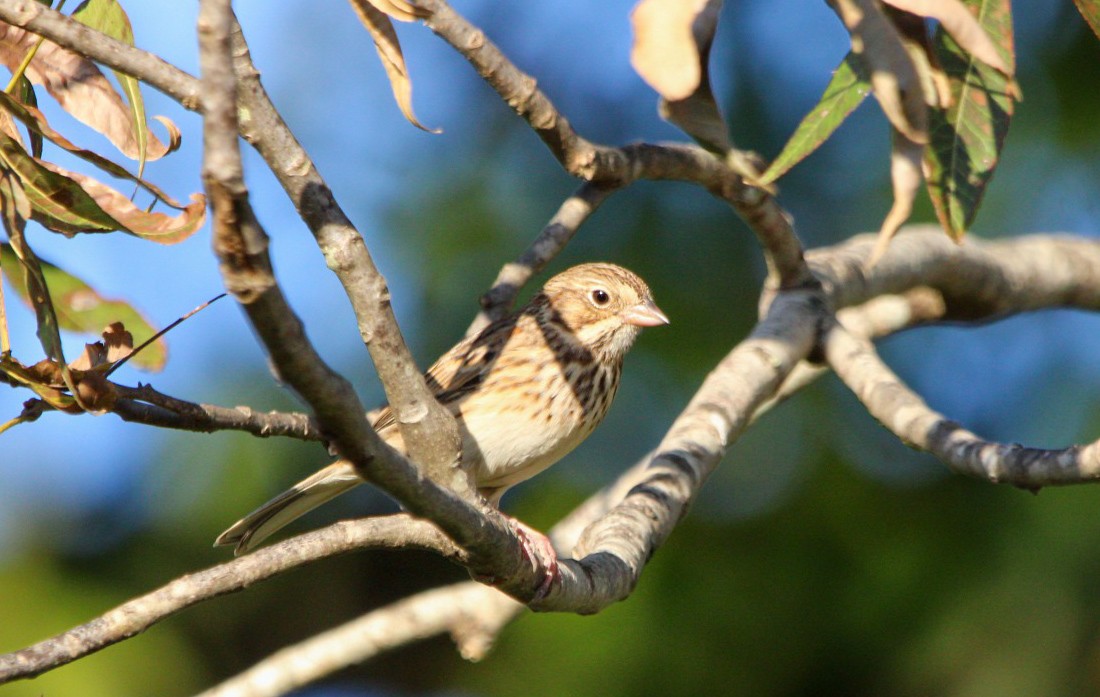 Vesper Sparrow - ML645233848