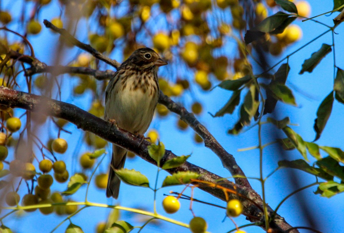 Vesper Sparrow - ML645233849