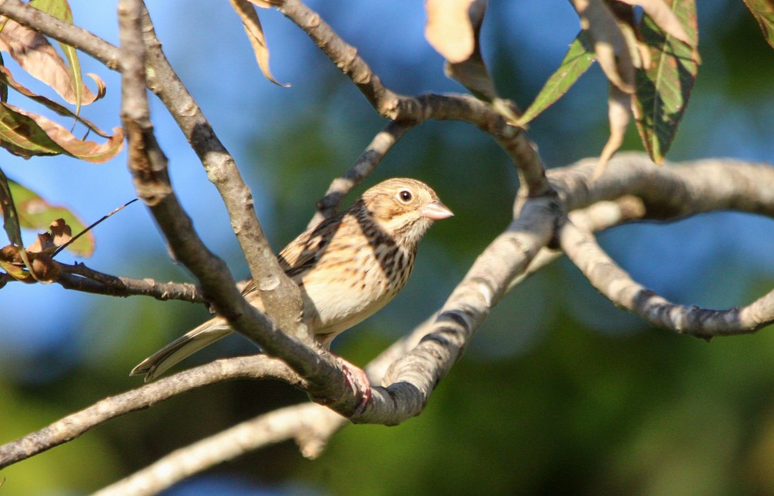 Vesper Sparrow - ML645233850