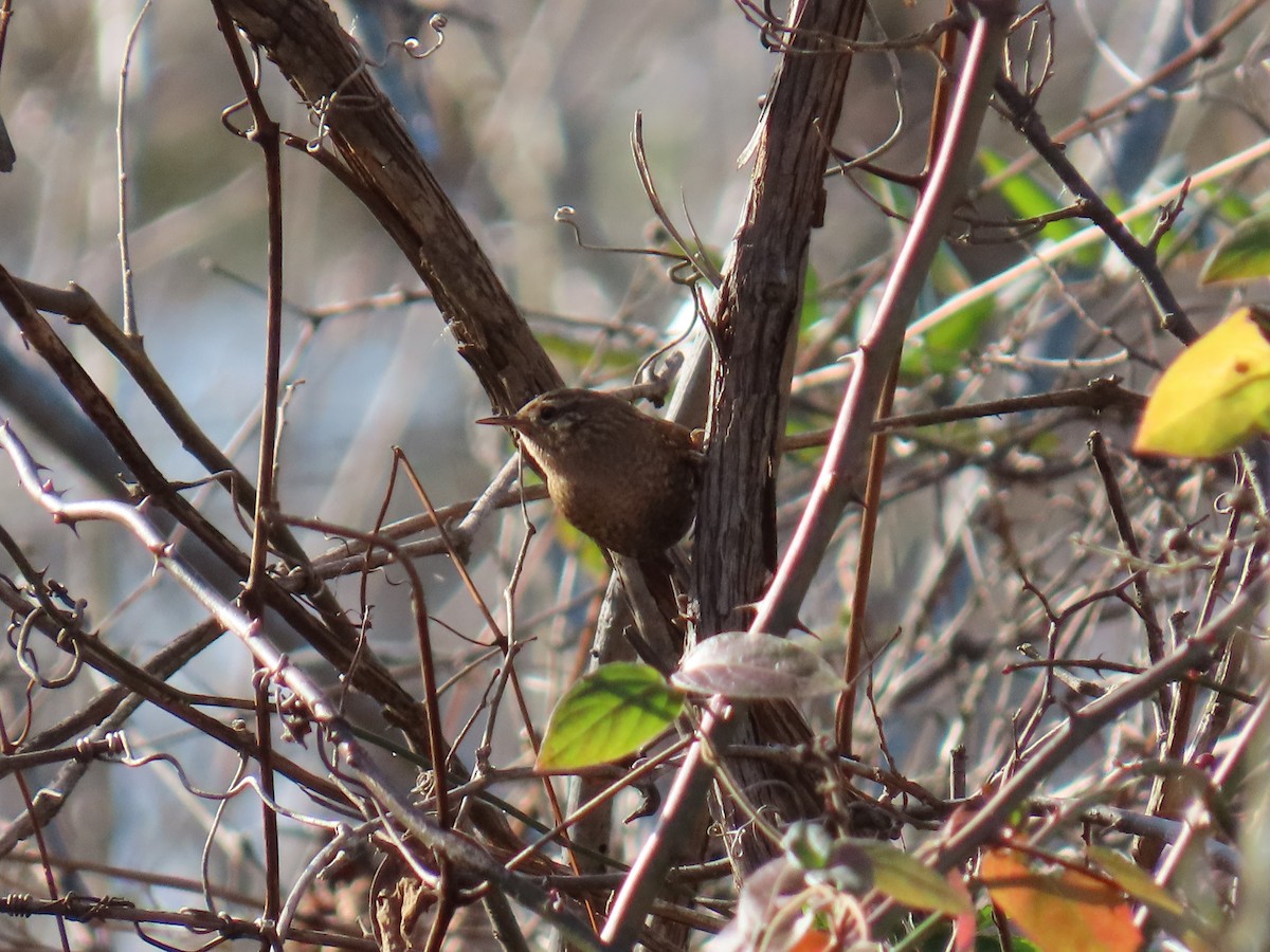 střízlík kanadský - ML645233856