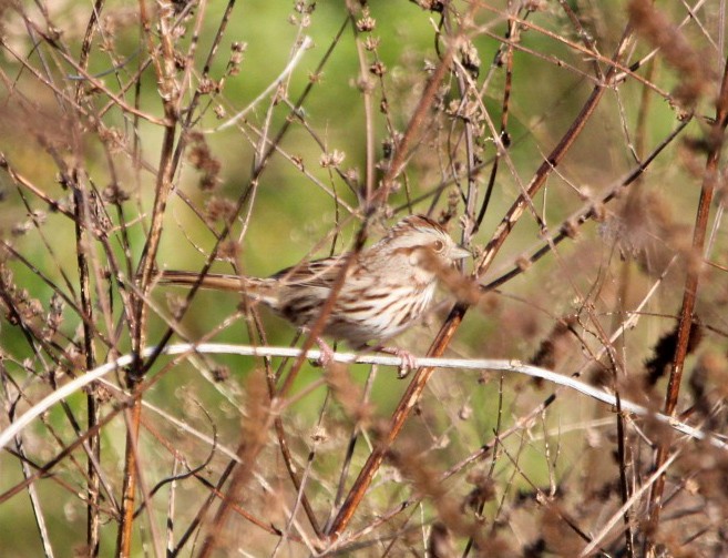 Song Sparrow - ML645233857
