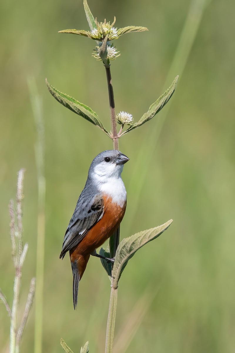 Болотный просяночник - ML645233860