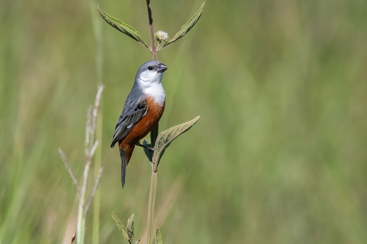 Болотный просяночник - ML645233861