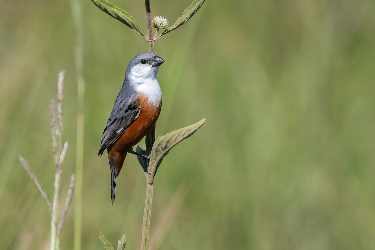 Болотный просяночник - ML645233862