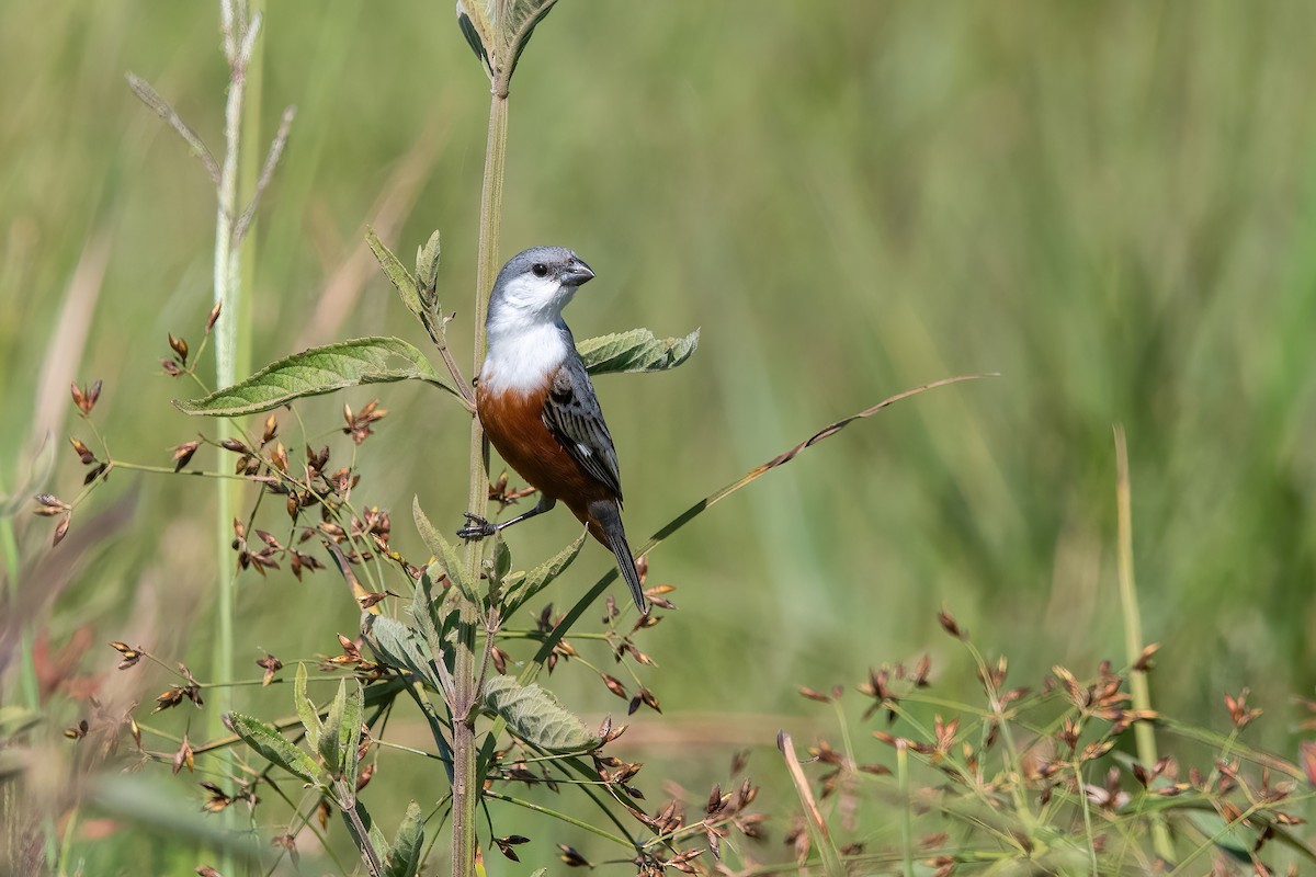 Болотный просяночник - ML645233863