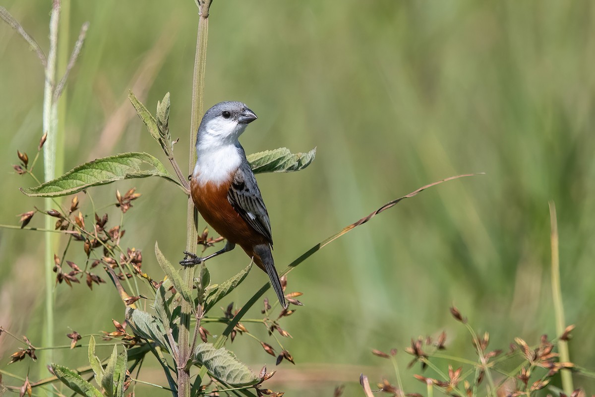 Болотный просяночник - ML645233864