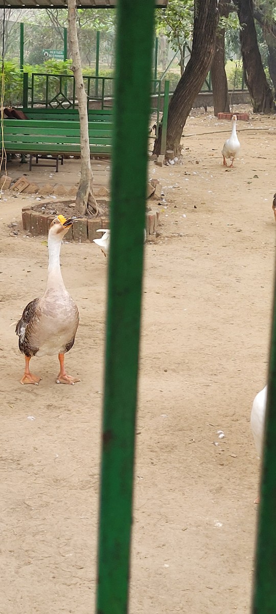 Graylag Goose - ML645233866