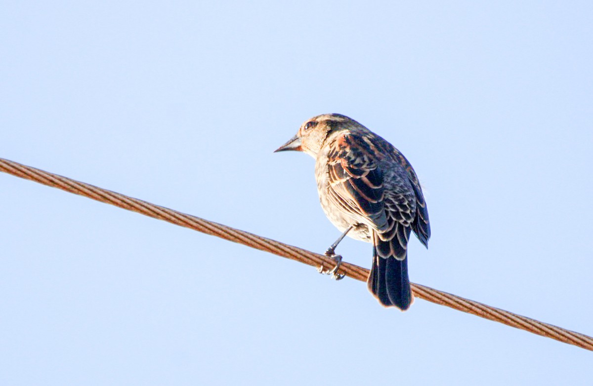 Red-winged Blackbird - ML645233867