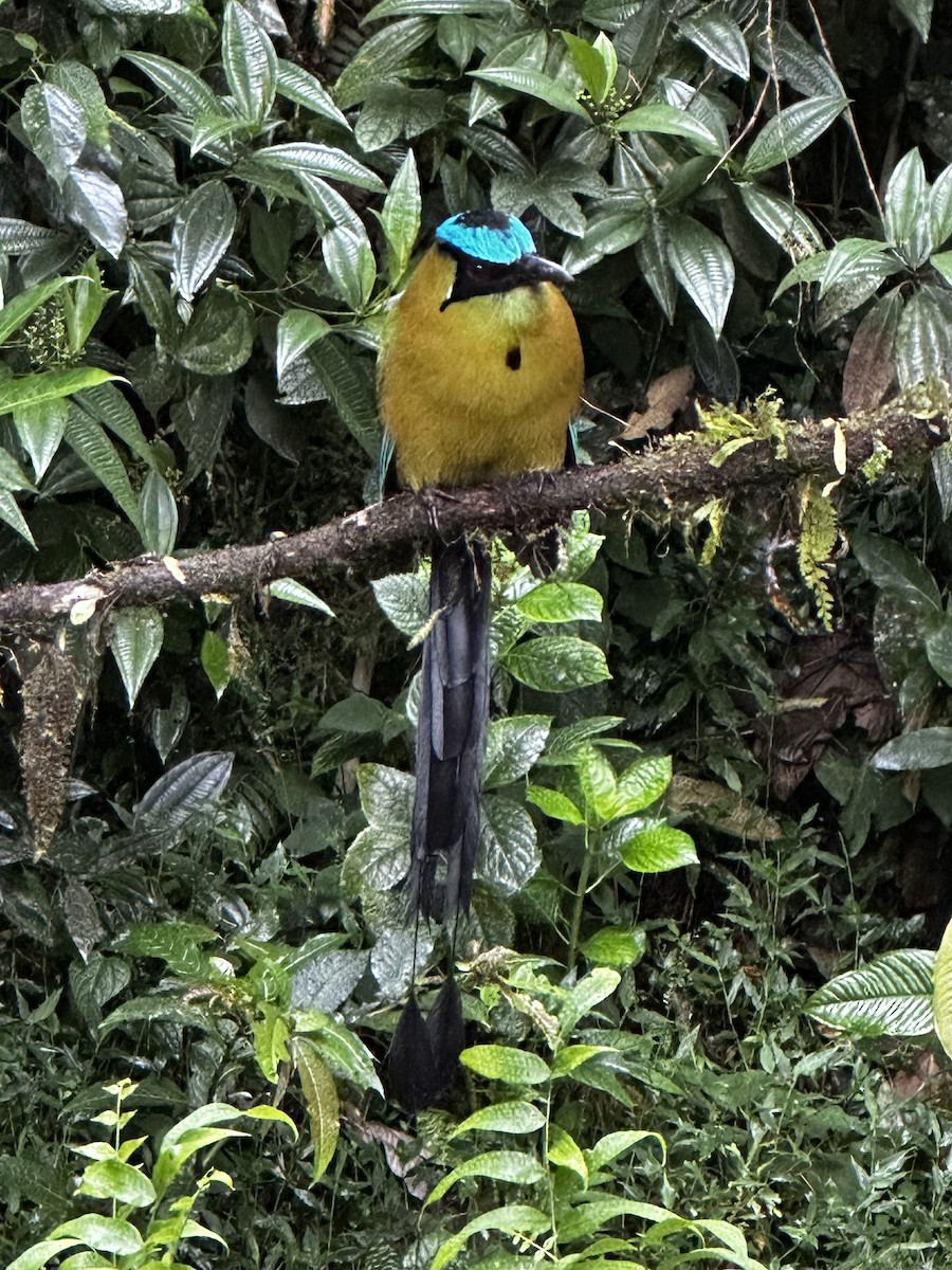 Andean Motmot - ML645233884