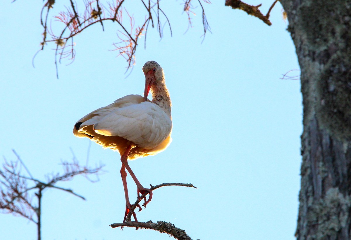 White Ibis - ML645233907