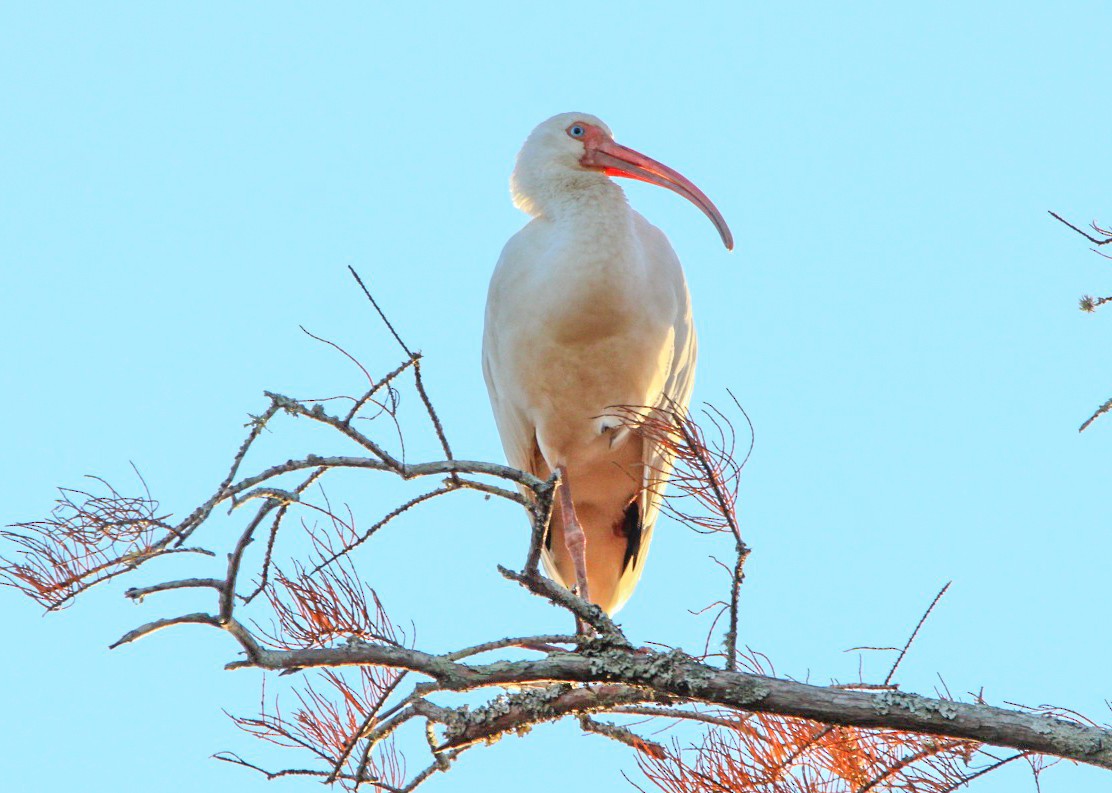 White Ibis - ML645233908